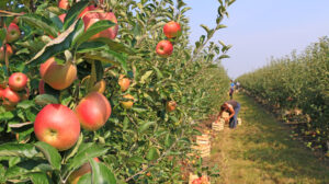 Apple picking in orchard